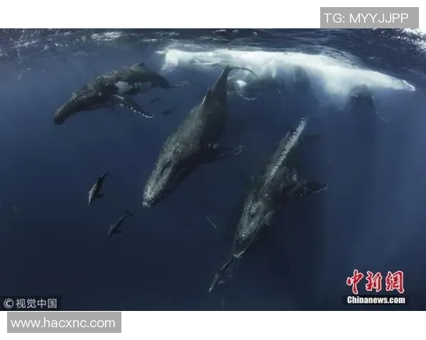 鸟岩西与名古鲸的对决探秘海洋生物的奇妙世界